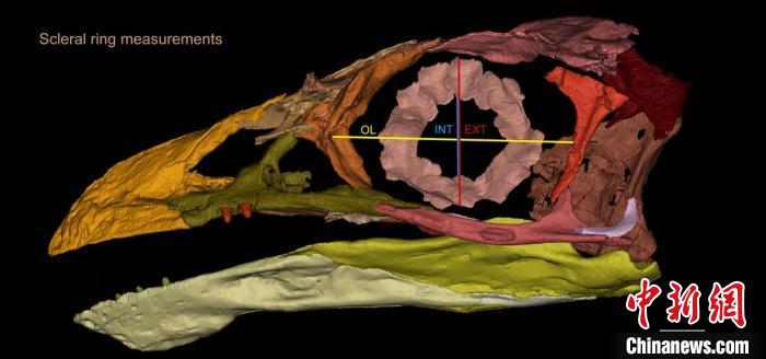 熱河鳥(niǎo)STM3-8化石標本的鞏膜環(huán)復原及測量示意圖。　胡晗 供圖