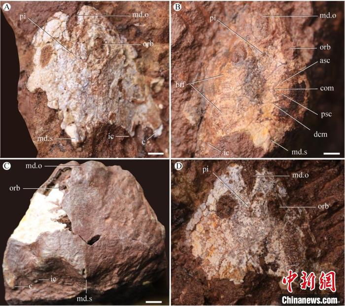 九江江夏魚(yú)化石照片(蓋志琨/攝)。　中科院古脊椎所 供圖