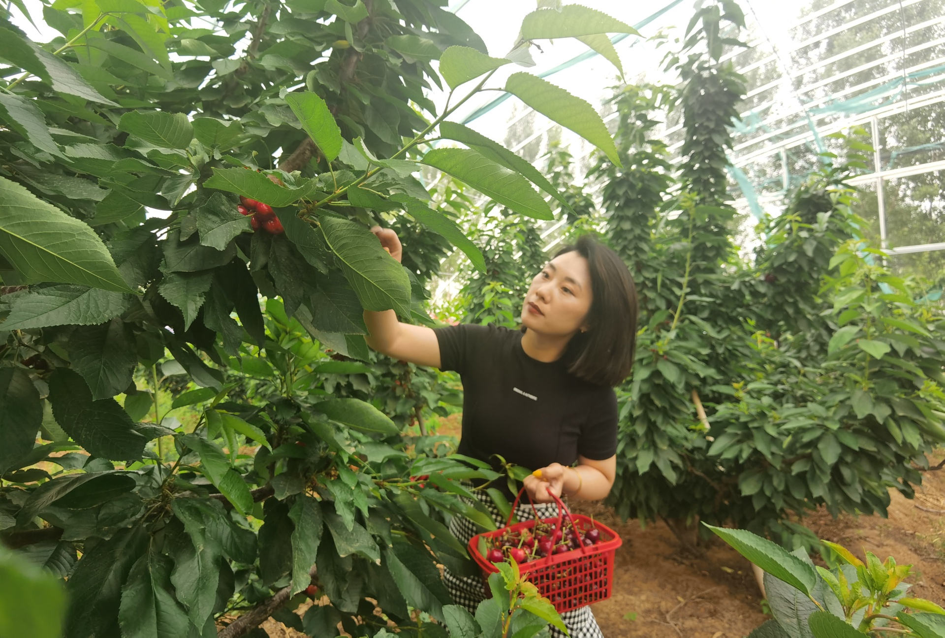 穿行林間，游客摘下一串串“紅瑪瑙”，感受鄉村別樣風(fēng)景。 劉柯旋攝