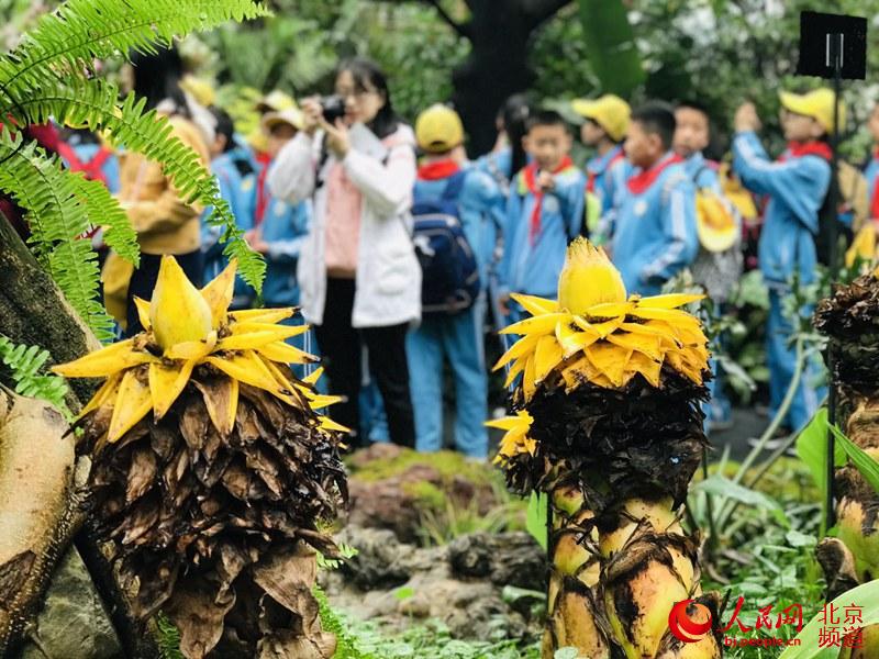 植物館里的地涌金蓮。地涌金蓮原產(chǎn)中國云南，為中國特產(chǎn)花卉。人民網(wǎng) 董兆瑞攝