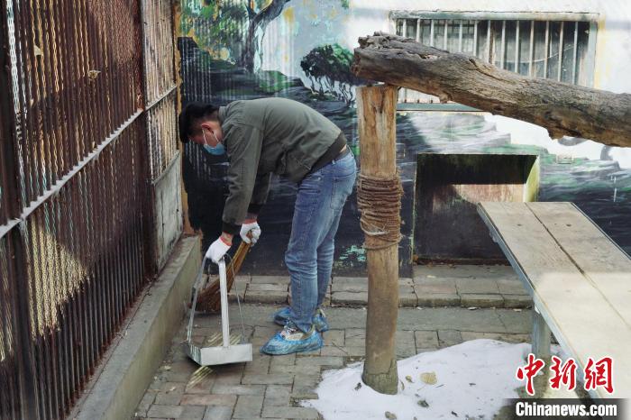 圖為雪豹“奶爸”史壽軍正在打掃豹館衛(wèi)生。　馬銘言 攝