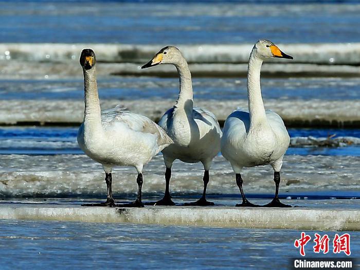 圖為三只天鵝在湖面上曬太陽。　何啟金 攝