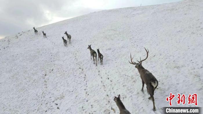 圖為馬鹿群在雪地里行走。　才仁 攝