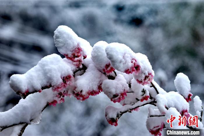 四川丹巴：春雪后的“美人谷”如仙境