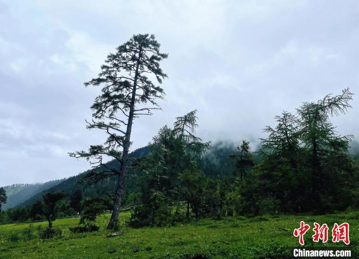 6月10日，魯朗小鎮高山牧場(chǎng)景區風(fēng)光。　冉文娟 攝