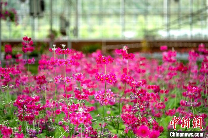 甘孜州康巴高原道孚特色植物園溫室大棚里盛開(kāi)的報春花。　劉忠俊 攝