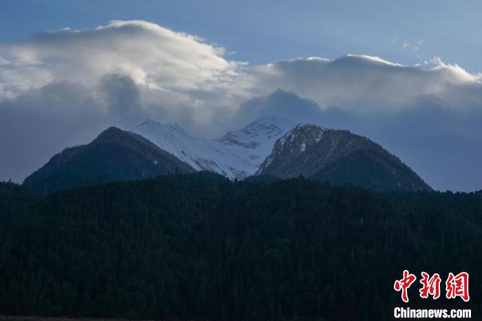 西藏波密縣的原始森林與雪山風(fēng)光。　江飛波 攝