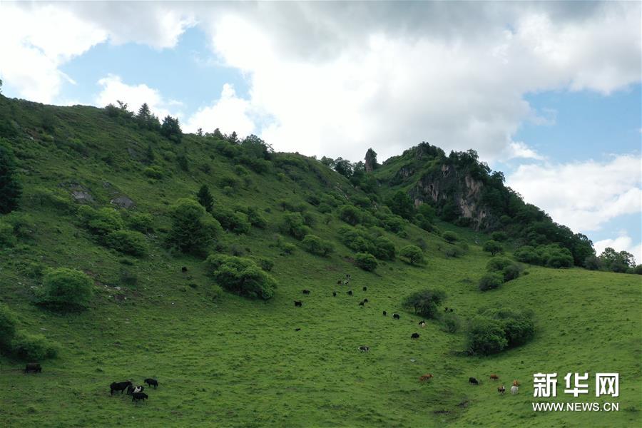 （新華視界）（5）甘肅舟曲：夏日藏鄉畫(huà)中景