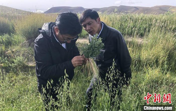 圖為尼瑪扎西(左)在青稞種植地調研(資料圖)。西藏農科院 供圖