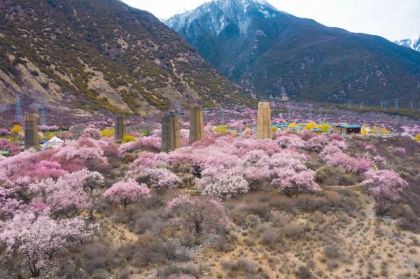 人間桃花源！林芝桃花有多絕？