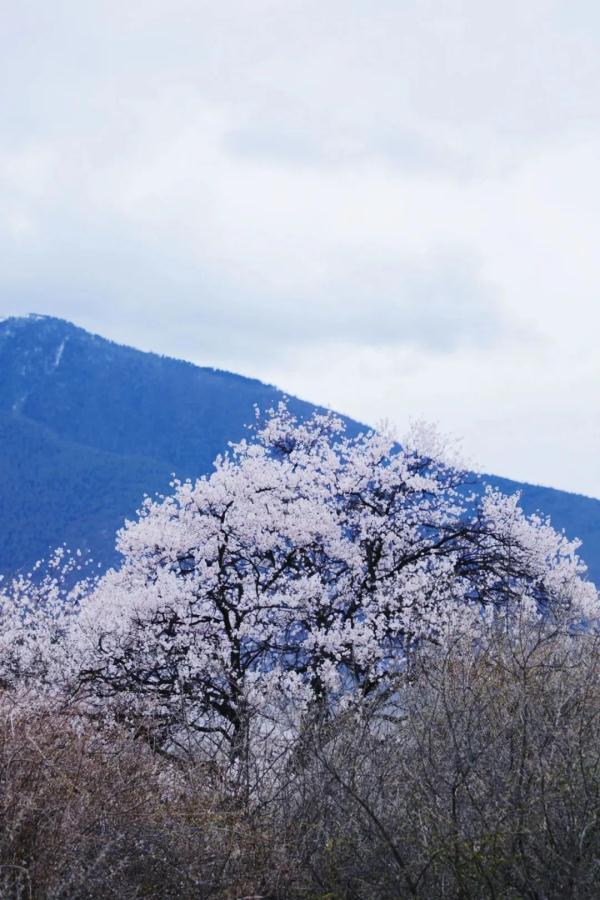 人間桃花源！林芝桃花有多絕？