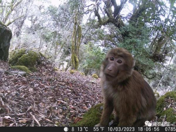 西藏色季拉山發(fā)現(xiàn)雪豹、白頰獼猴等多種珍稀野生動物