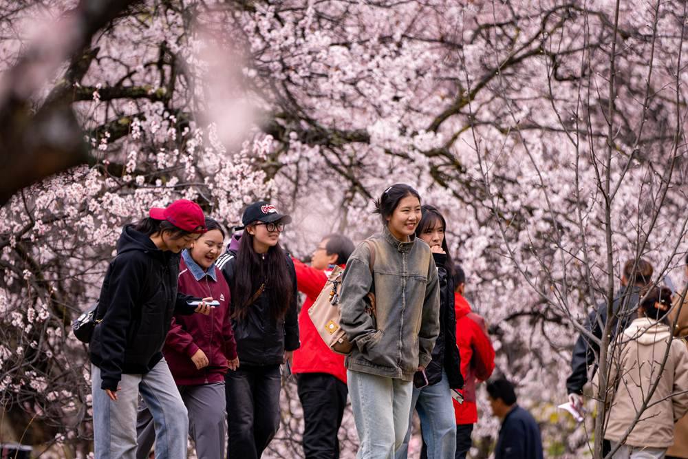 桃花盛開惹人醉，八方游客賞花來。徐馭堯攝