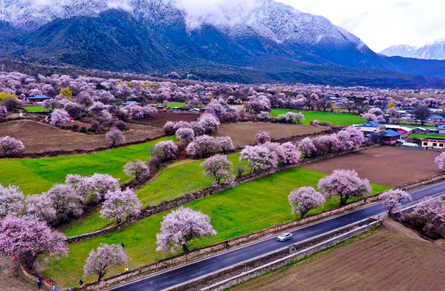 波密縣傾多鎮如納村盛開(kāi)的桃花。徐馭堯攝