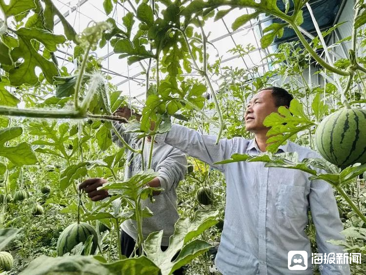 西瓜、藍莓、草莓上高原！山東濰坊援藏組因地制宜打造特色蔬菜發(fā)展中心